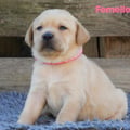 Chiot Labrador Lof