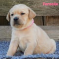 Chiot Labrador Lof