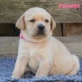 Chiot Labrador Lof