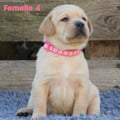Chiot Labrador Lof