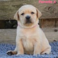 Chiot Labrador Lof