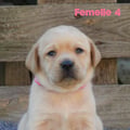 Chiot Labrador Lof