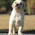 Chiot Labrador Lof