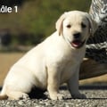 Chiot Labrador Lof