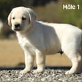 Chiot Labrador Lof