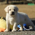 Chiot Labrador Lof