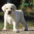 Chiot Labrador Lof