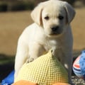 Chiot Labrador Lof