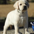 Chiot Labrador Lof