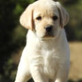 Chiot Labrador Lof