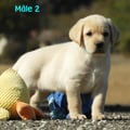 Chiot Labrador Lof