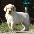 Chiot Labrador Lof