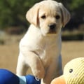 Chiot Labrador Lof