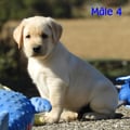 Chiot Labrador Lof