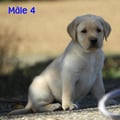 Chiot Labrador Lof