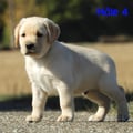Chiot Labrador Lof