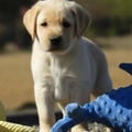 Chiot Labrador Lof