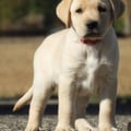 Chiot Labrador Lof