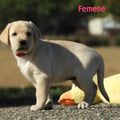 Chiot Labrador Lof