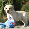 Chiot Labrador Lof