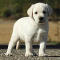 Chiot Labrador Lof