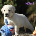 Chiot Labrador Lof