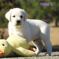 Chiot Labrador Lof