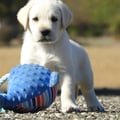 Chiot Labrador Lof