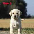Chiot Labrador Lof