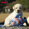 Chiot Labrador Lof