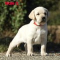 Chiot Labrador Lof