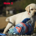 Chiot Labrador Lof