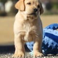 Chiot Labrador Lof