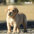 Chiot Labrador Lof