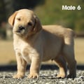Chiot Labrador Lof