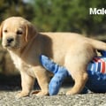 Chiot Labrador Lof