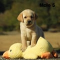 Chiot Labrador Lof