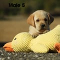 Chiot Labrador Lof