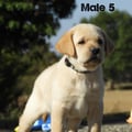 Chiot Labrador Lof