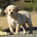 Chiot Labrador Lof