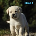 Chiot Labrador Lof