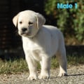 Chiot Labrador Lof