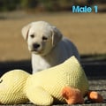 Chiot Labrador Lof