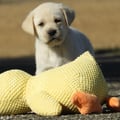 Chiot Labrador Lof