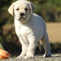 Chiot Labrador Lof
