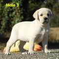 Chiot Labrador Lof