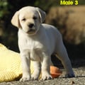 Chiot Labrador Lof
