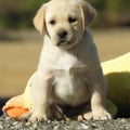 Chiot Labrador Lof