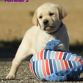 Chiot Labrador Lof