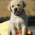 Chiot Labrador Lof